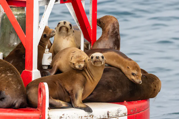 california_sea_lion.jpg