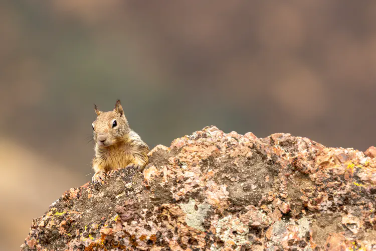 ground_squirrel.jpg