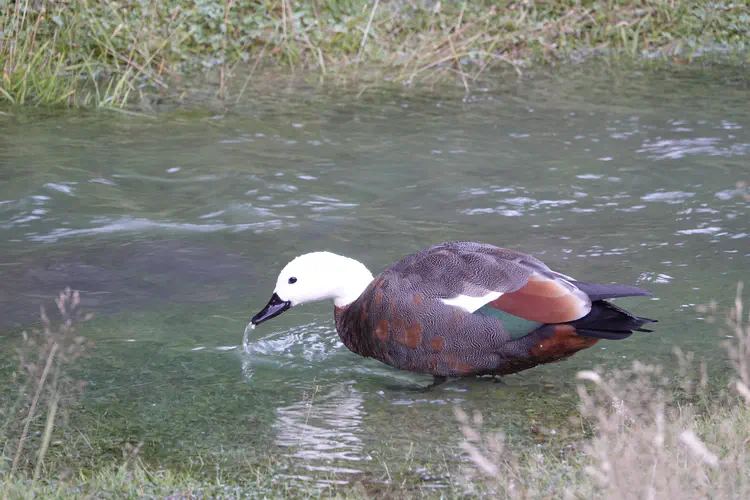 shelduck.JPG