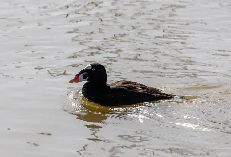 surf scoter.jpeg