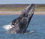 Predator-prey dynamics in gray whales