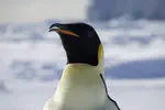 Foraging ecology of emperor penguins