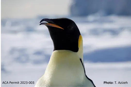 Foraging ecology of emperor penguins