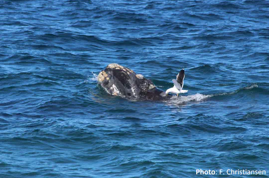 Effects of biological stressor on southern right whales