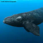 Respiratory dynamics of right whales (Eubalaena spp.)
