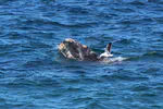 Acute and chronic behavioral effects of kelp gull micropredation on southern right whale mother−calf pairs off Península Valdés, Argentina