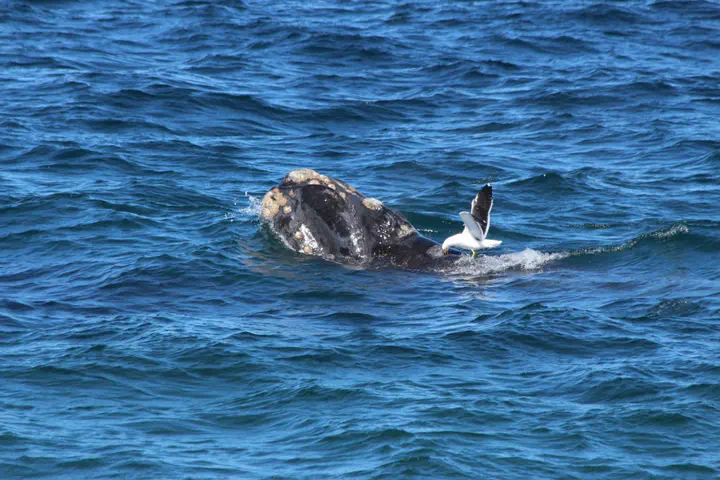 Sizes of gull lesions on southern right whales and their equivalent